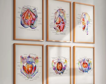 6 Watercolor Pelvic Floor Anatomy Posters Pelvic Muscles Diagram Medical Art Chiropractic Art Doctor Gift Clinic Wall Decor Orthopedic Gift