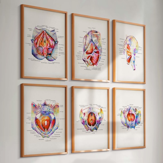6 Watercolor Pelvic Floor Anatomy Posters Pelvic Muscles Diagram Medical Art Chiropractic Art Doctor Gift Clinic Wall Decor Orthopedic Gift