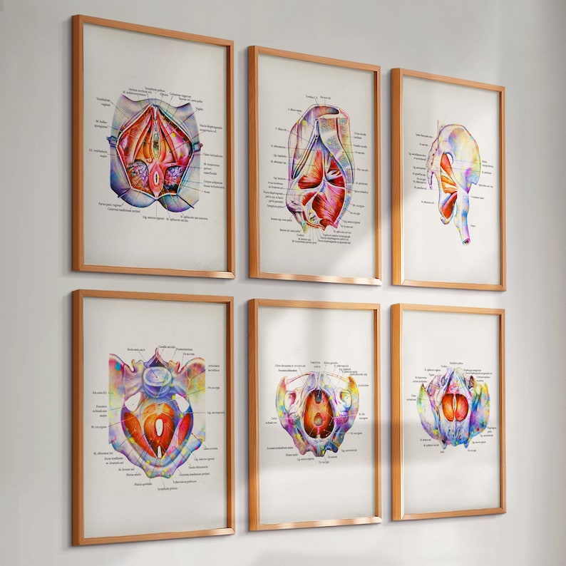 May include: Six framed anatomical illustrations of the female reproductive system. Each print features detailed, colorful diagrams with labels, set in wooden frames. The artwork is displayed on a white wall, creating a clean and educational aesthetic.