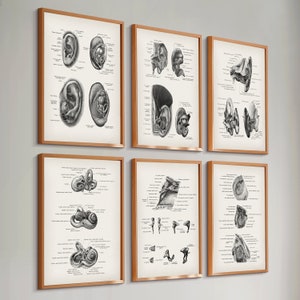 May include: Set of eight black and white anatomical illustrations of the human ear, framed in gold, with detailed labels and diagrams.