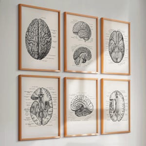 Set 6 Brain Anatomy Posters Neurology Art Neuroscience Art Medical Art Neurologist Art Neurosurgeon Gift Psychologist Gift Clinic Wall Decor