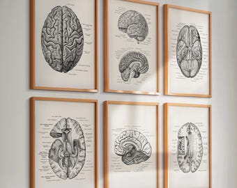Set 6 Brain Anatomy Posters Neurology Art Neuroscience Art Medical Art Neurologist Art Neurosurgeon Gift Psychologist Gift Clinic Wall Decor