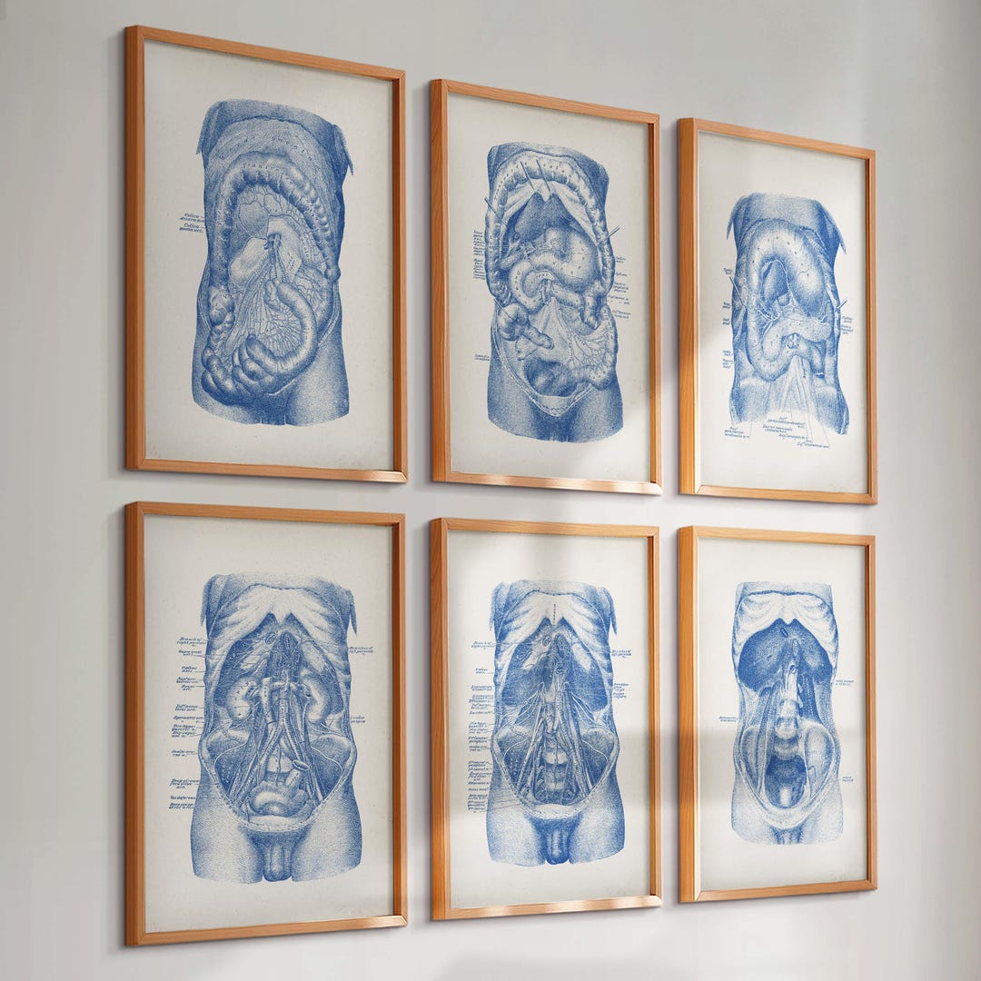 6 Vintage Abdomen Anatomy Posters Abdominal Cavity Internal Organs Art ...