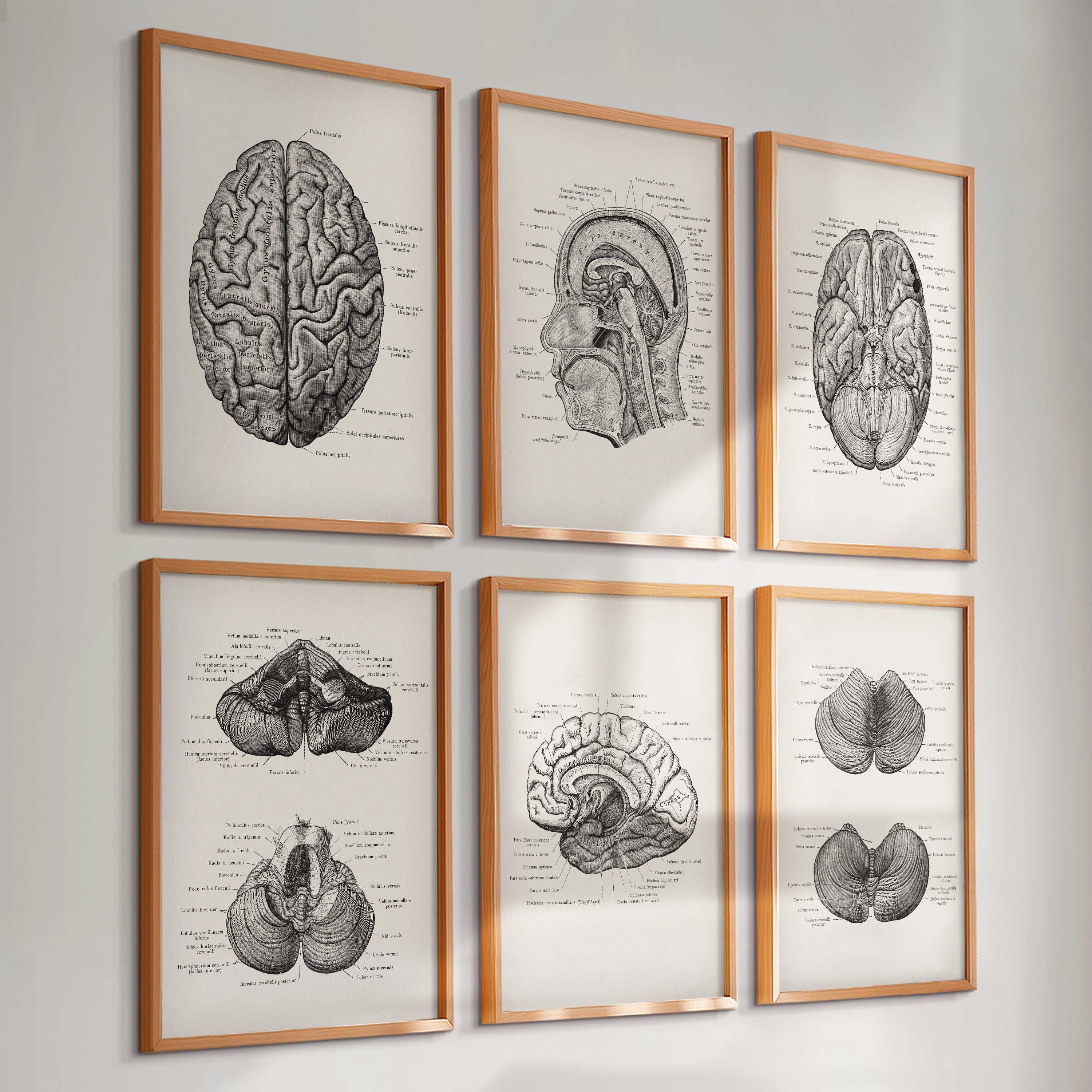 6 Vintage Brain Anatomy Art Print, Neurology Art, Anatomical Brain ...