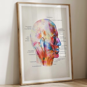 Set 6 Watercolor Anatomy Posters Muscular System Diagram Medical Art ...