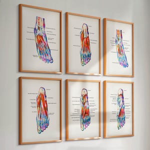 Set 6 Watercolor Foot Anatomy Posters Foot Muscles Diagram Medical Art Orthopedic Art Doctor Gift Massage Clinic Decor Podologist Gift