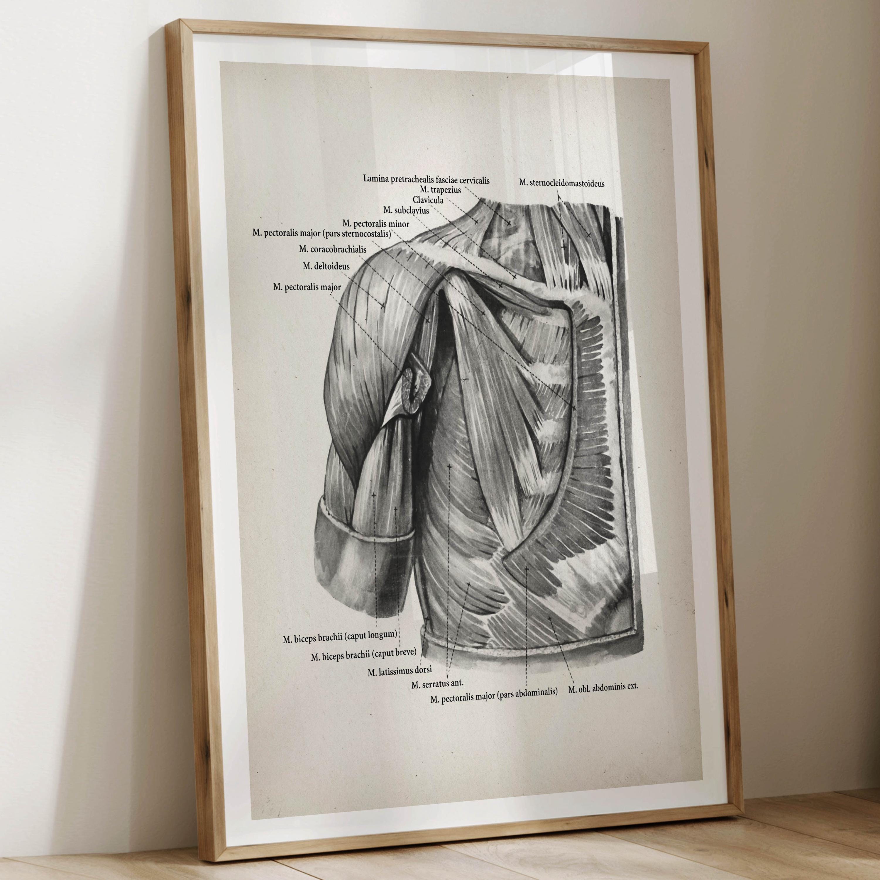 Set 6 Vintage Anatomy Posters Muscular System Prints Medical Art ...