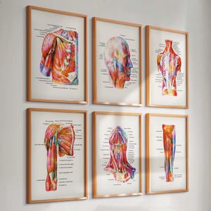 Könnte beinhalten: Sechs gerahmte anatomische Kunstdrucke. Jeder Druck zeigt detaillierte, farbenfrohe Illustrationen der menschlichen Anatomie, einschließlich Muskeln und Skelettstrukturen. Die Rahmen sind hellbraun und die Drucke werden an einer weißen Wand ausgestellt.