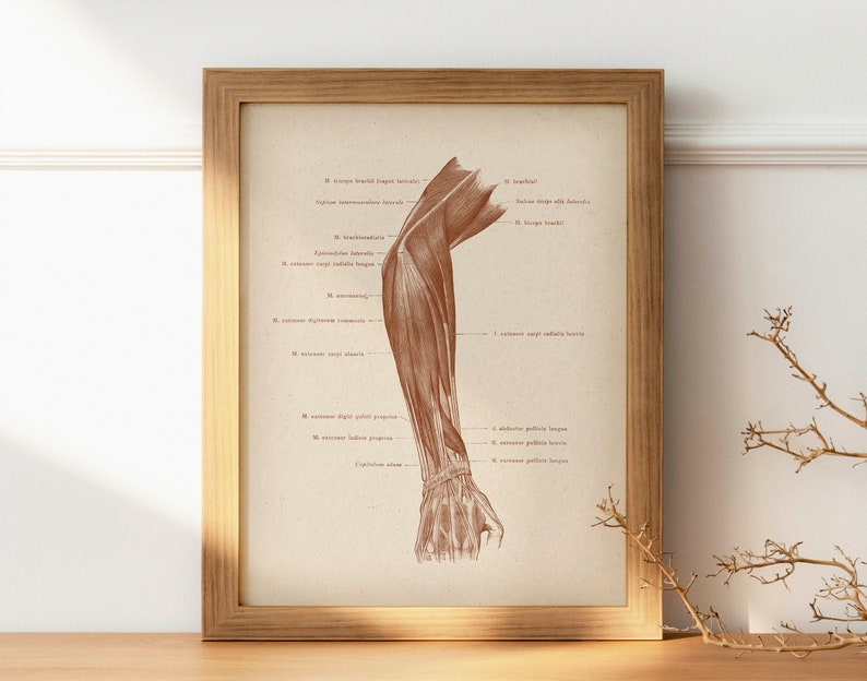 Set 6 Vintage Anatomy Posters Medical Art Labeled Muscular System ...
