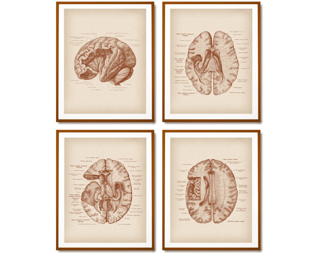 4 Brain Anatomy Print Medical Artwork Neurology Art Science Poster ...