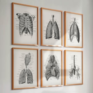 6 Vintage Atemwege Drucke Lunge Poster Bronchialbaum Druck Anatomisches Organ Pulmologen Geschenk Chirurg Geschenk Arzt Geschenk Krankenschwester Kunst