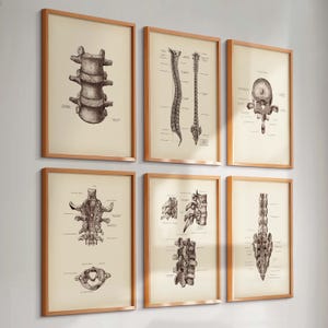 Set 6 Vintage Spine Anatomy Art Vertebral Column Vertebrae Spinal Diagram Medical Art Orthopedic Art Chiropractor Gift Clinic Wall Decor