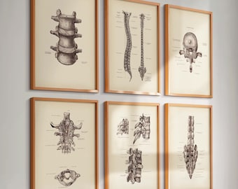 Set 6 Vintage Spine Anatomy Art Vertebral Column Vertebrae Spinal Diagram Medical Art Orthopedic Art Chiropractor Gift Clinic Wall Decor