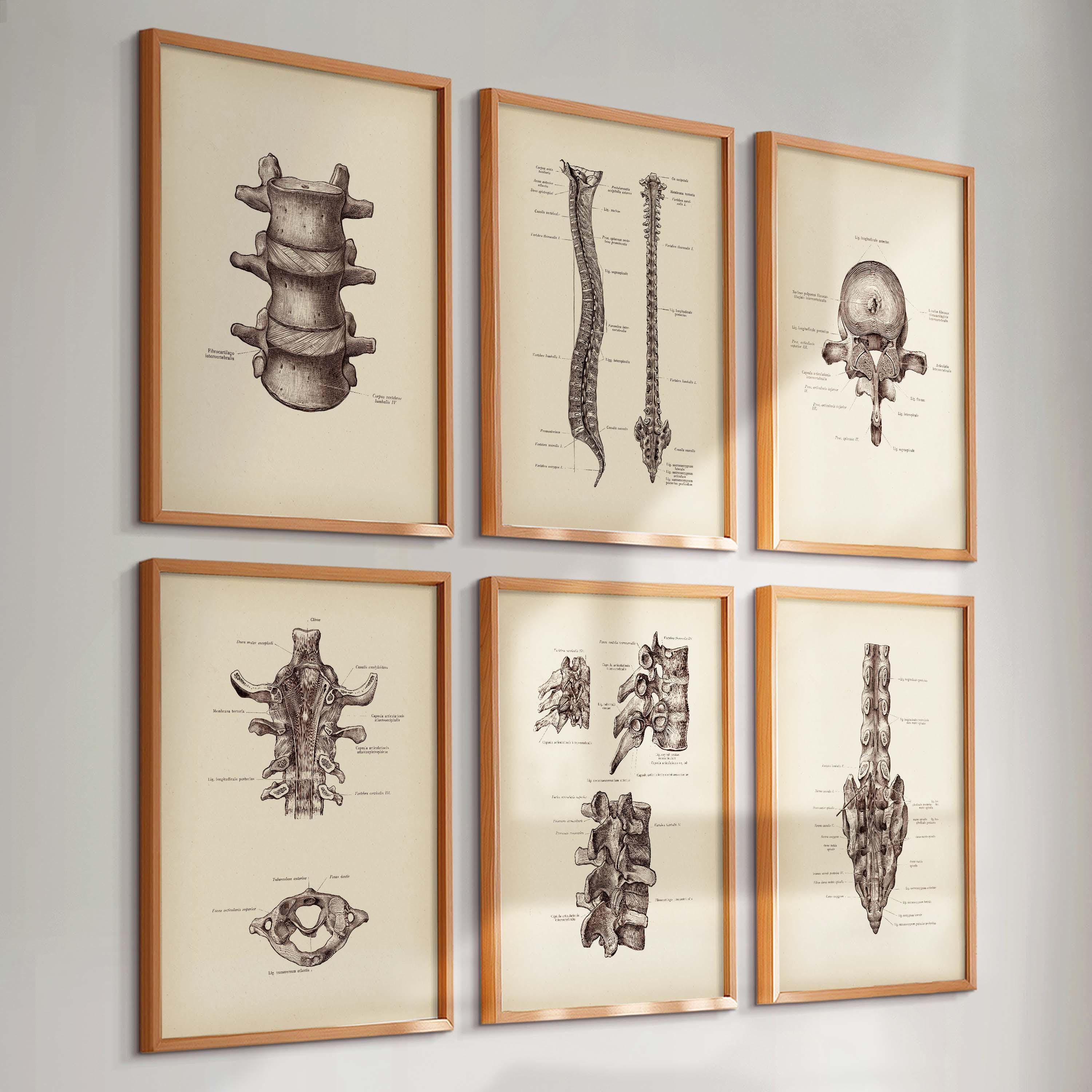 Set 6 Vintage Spine Anatomy Art Vertebral Column Vertebrae Spinal ...