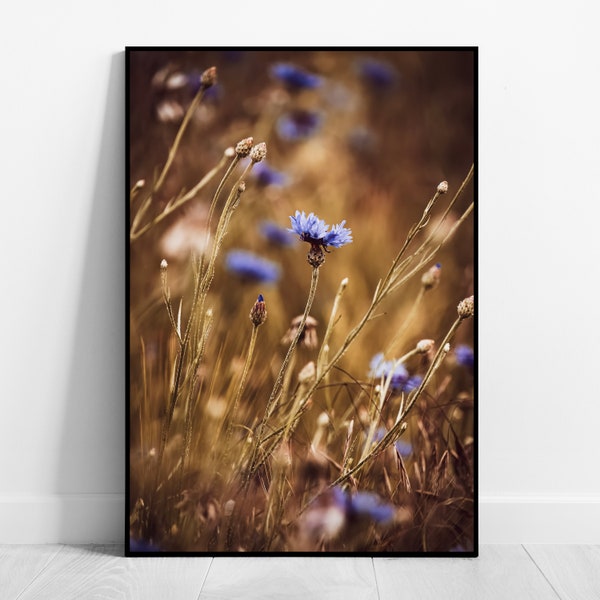 Kornblumen Wandbild Fine Art Fotografie Blumen Poster Botanik Print Natur Wandkunst Florale Wohndeko für Wohnzimmer Schlafzimmer Büro