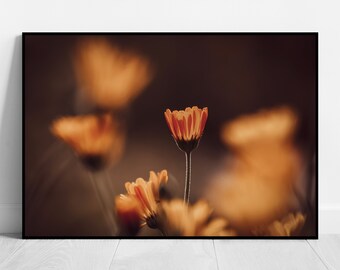 Feuerblumen Wandbild Fine Art Fotografie Blumen Poster Botanik Print Natur Wandkunst Florale Wohndeko für Wohnzimmer Schlafzimmer Büro