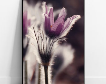 Pasque Flower Wall Mural Fine Art Photography Flowers Poster Botany Print Nature Wall Art Floral Home Decor for Living Room Bedroom Office