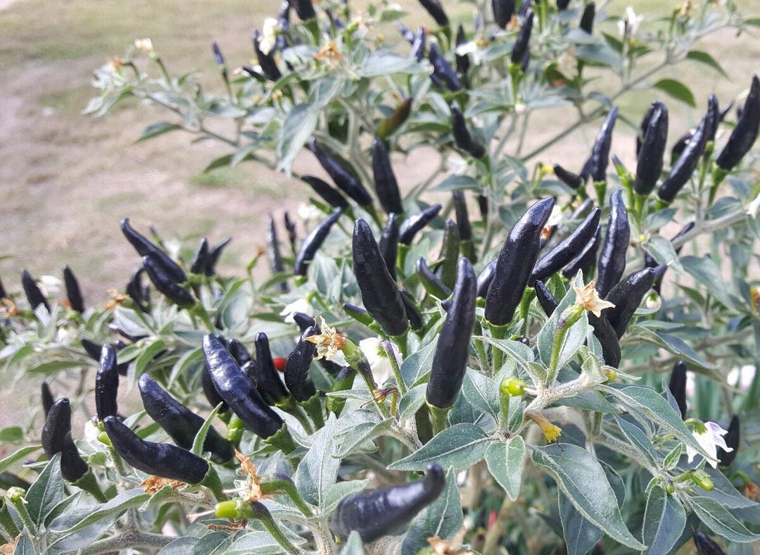 Black Cobra Pepper Etsy