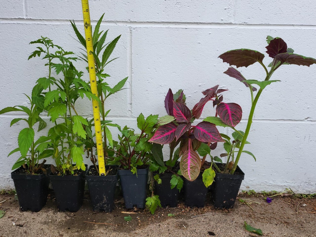 Hmong Medicinal Herbs Starter Live Plant 9 Piece Variety Etsy