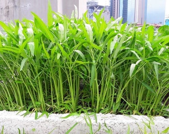 60 seeds Water Spinach, Chinese Convolvulus, Slender Bamboo, Rau Muong Viet Nam, Thai Vegetable, Water Spinach