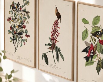 Bird Gallery Wall Bundle Set of 420 Vintage Bird Wall Art Printable Ornithology Prints Cottage Art Coastal Farmhouse Decor
