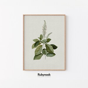 PRINTABLE Vintage Botanical Art Print | Green Plant Illustration | Antique Herbal Drawing | Printable Wall Art | Nature Decor 00VS14