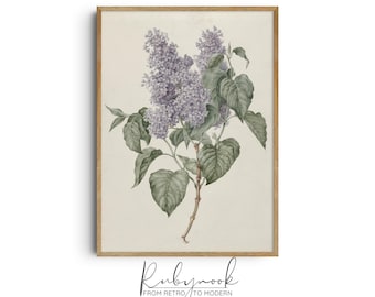 May include: A vintage botanical illustration of a lilac flower with purple blossoms and green leaves. The image is framed in a light wood frame.