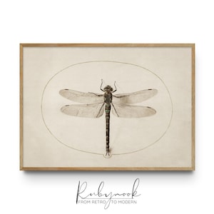 Vintage Dragonfly Wall Art Scientific Insect Illustration Print Minimal Botanical Insect Decor Natural History Home Printable V171