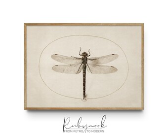 Vintage Dragonfly Wall Art Scientific Insect Illustration Print Minimal Botanical Insect Decor Natural History Home Printable V171