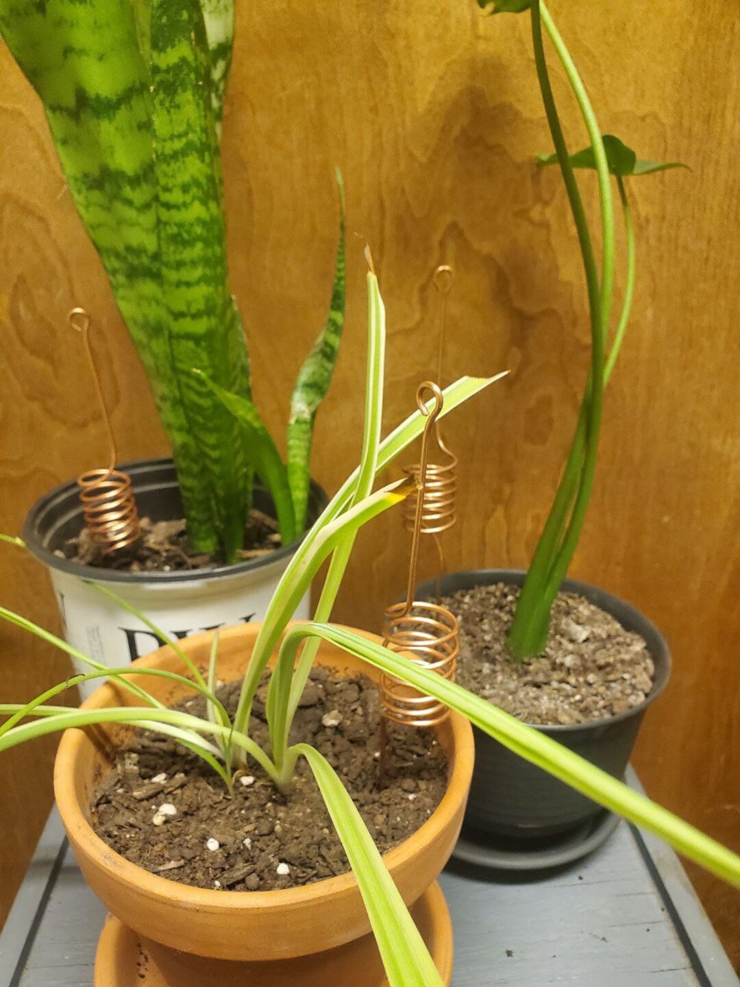 6 Spiral Copper Antennas for Electroculture for Healthy Indoor Plants and Garden Plants Etsy