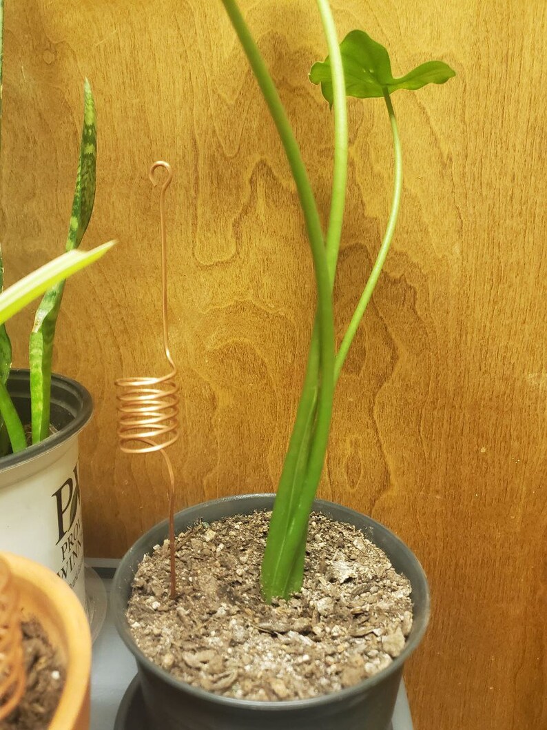 12 Spiral Copper Antennas for Electroculture for Healthy Indoor Plants and Garden Plants Etsy