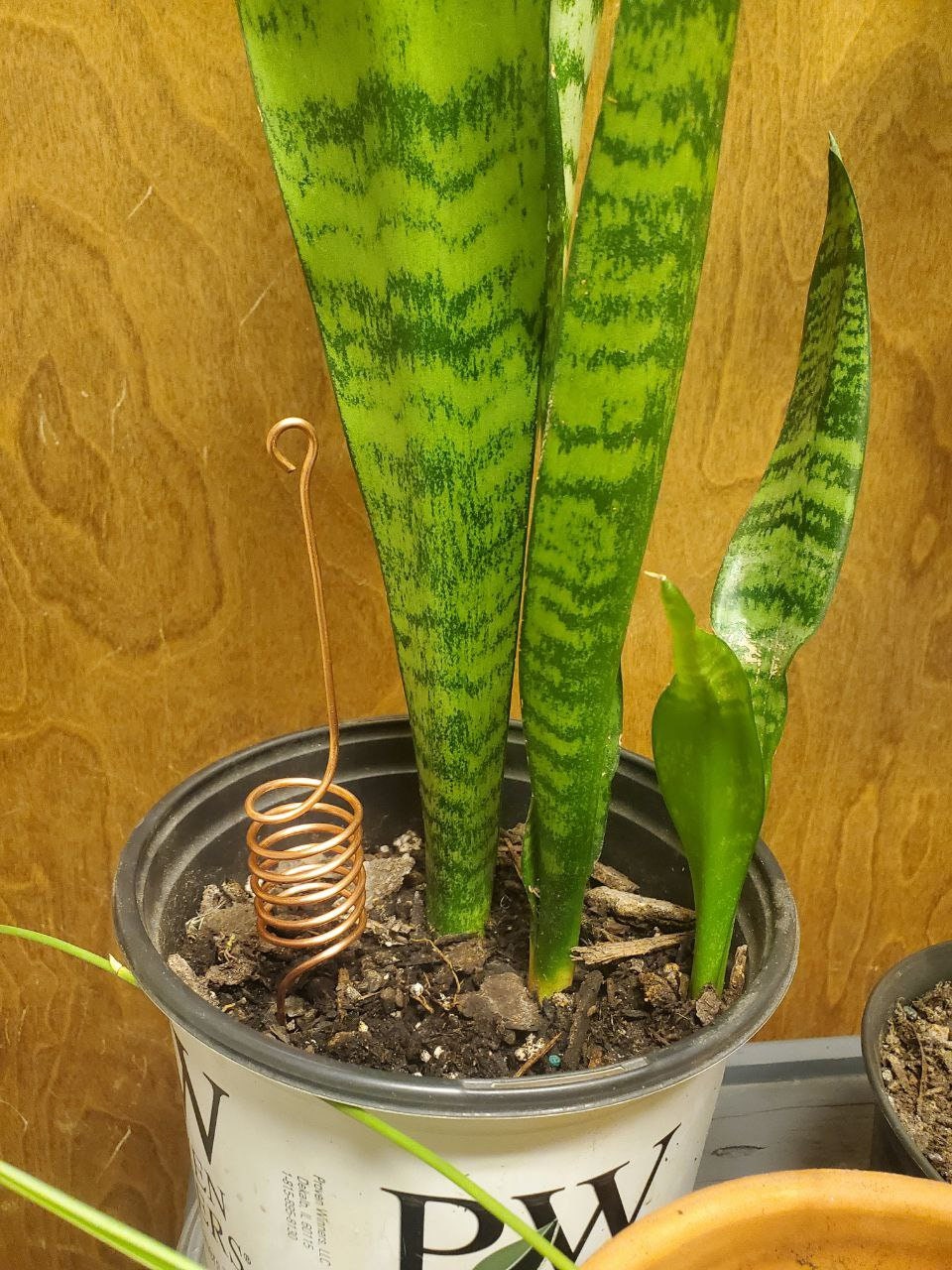 18 Spiral Copper Antennas for Electroculture for Healthy Indoor Plants and Garden Plants Etsy