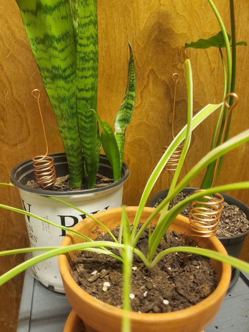 12 Spiral Copper Antennas for Electroculture for Healthy Indoor Plants and Garden Plants Etsy