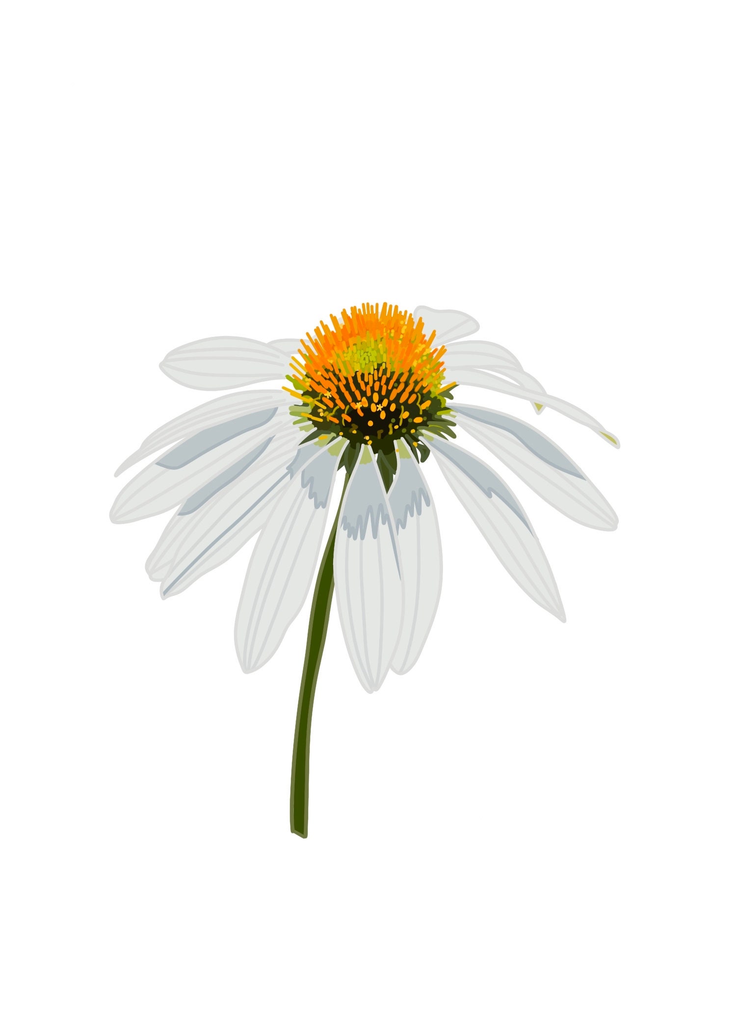 White Coneflower Print - Etsy