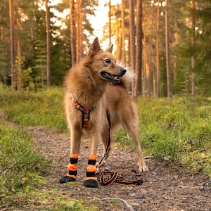Puede incluir: Un perro marrón claro con un arnés estampado, botas para perros a rayas naranjas y negras y una correa a juego. El perro está de pie en un camino de tierra en un bosque con árboles altos y follaje verde.