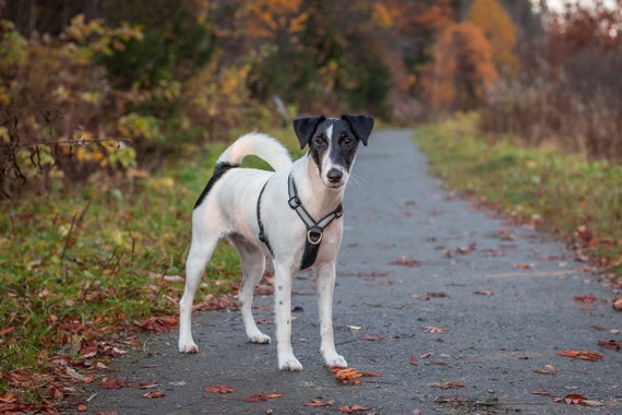 FINNERO SALO Anti-Zug Geschirr Für Hunde – Y-Form, Gepolstert, Reflektierend, Größe L