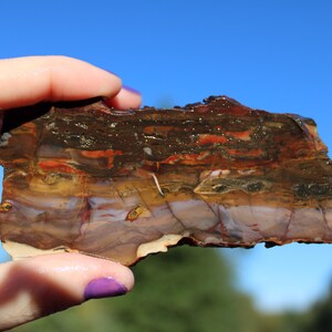 May include: A section of petrified wood, displaying a rich palette of colours including brown, orange, yellow, and white. The polished surface reveals the intricate patterns of the ancient wood, held against a clear blue sky.