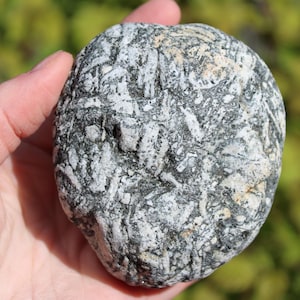 May include: A hand holds a rounded, textured rock. The rock's surface is a mix of gray, white, and black, with a speckled appearance. The background is blurred, showing green and brown foliage.