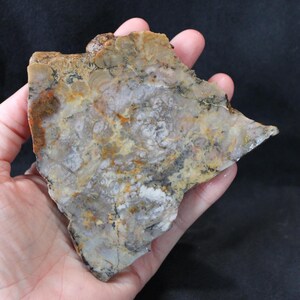 Coprolite Unpolished Slab from Utah | 133 Grams