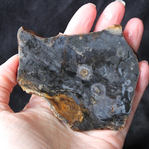 SPOOOKY PNW Petrified Wood Slab Unpolished | 95 Grams