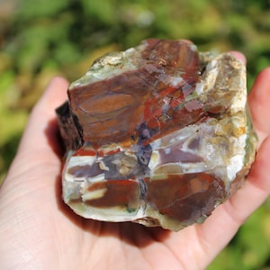 May include: A raw, unpolished piece of petrified wood featuring a complex pattern of deep reddish-brown, cream, and translucent green mineral deposits. The stone has a glossy, uneven surface with visible fractures and natural colour variations.