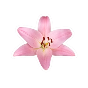 Pink Lily Sticker | Large Lily Sticker | Gardening Gift | Gardening Sticker | Large Flower Sticker | Wildflower Sticker