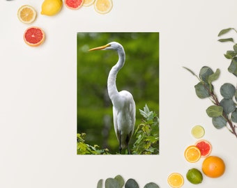 Florida grote zilverreiger poster muurkunst vogel fotografie print natuur Home Home decor cadeau