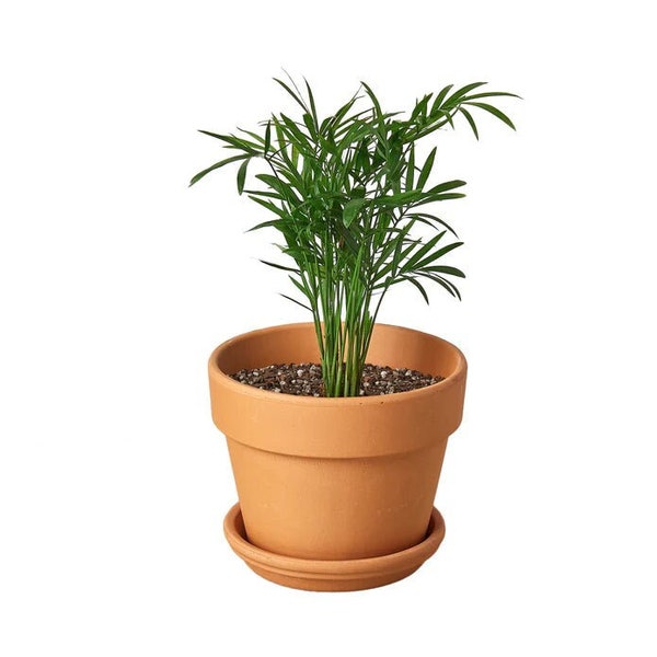 Parlor Palm Live Indoor Outdoor Evergreen Houseplant | Easy Care Starter Plant | Chamaedorea elegans Air Purifying Plant