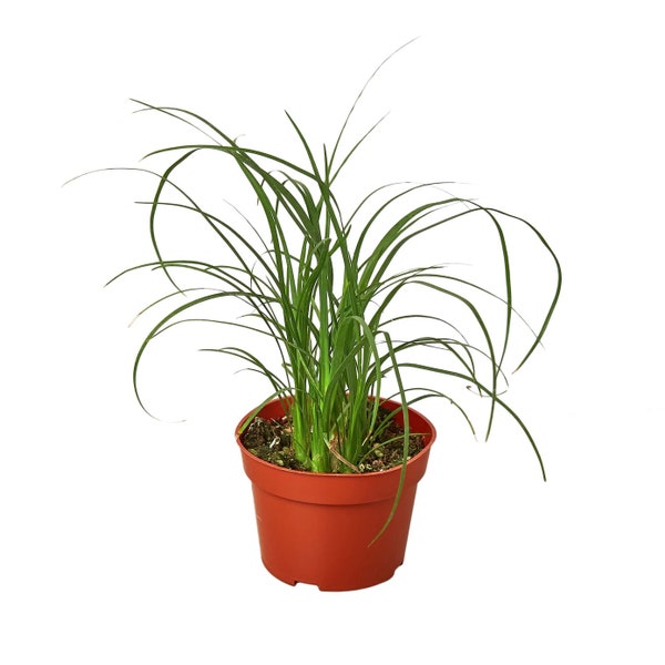 Ponytail Palm Live Indoor Outdoor Evergreen Houseplant | Easy Care Starter Plant | Beaucarnea recurvata Air Purifying Plant