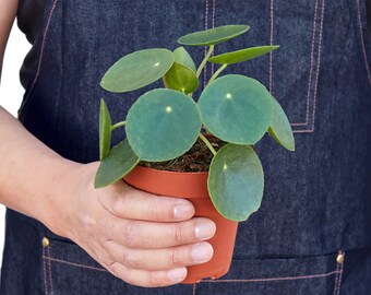 Pilea Peperomioides 'Chinese Money' - 4 Inch