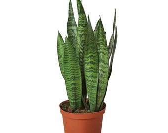 Snake Plant 'Zeylanica' | Mother-in-law's tongue | Sansevieria Trifasciata | Live Houseplant