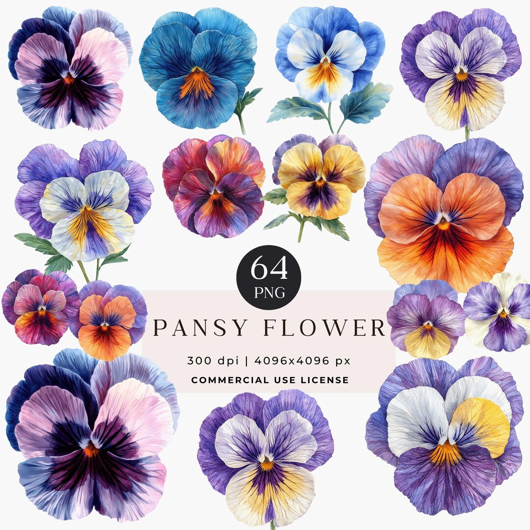 Watercolor Pansy Clipart Bundle, Floral Flower 64 PNG, Violet Flowers ...