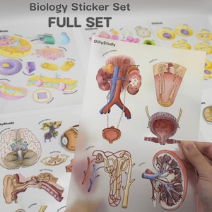 Biologi- och anatomiklistermärken komplett set, medicinska vetenskapliga anteckningar dekor för premedicinsk omvårdnad