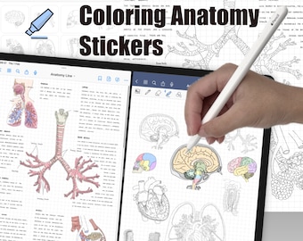 Adesivi di anatomia da colorare di gillystudy